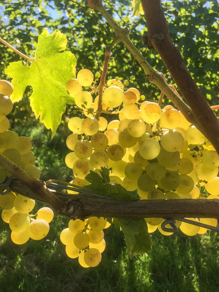 White grapes by cocobella