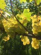 30th Sep 2016 - Sun and grapes