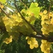 Sun and grapes by cocobella