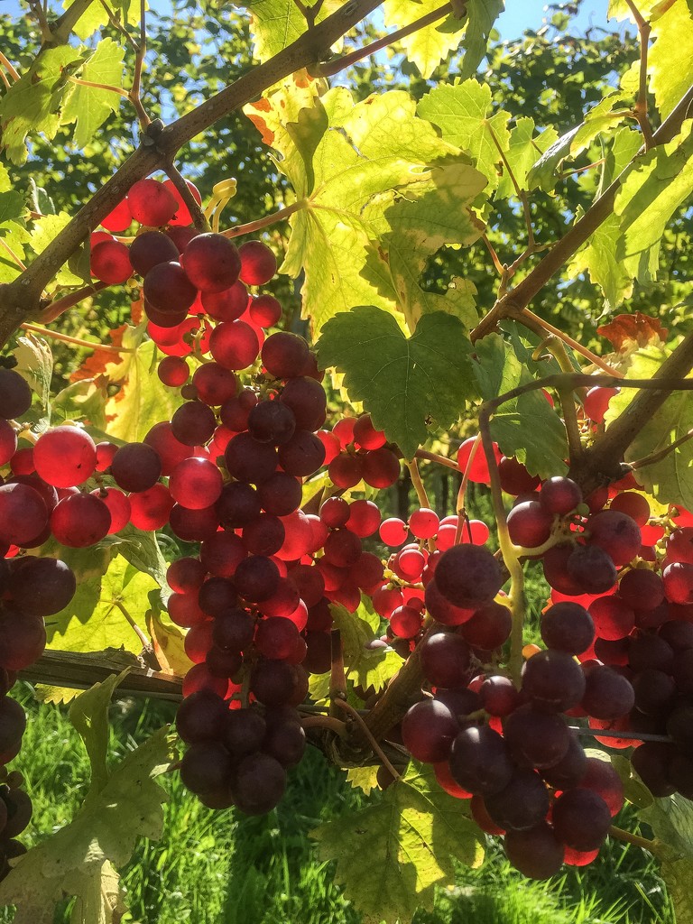 Red grapes by cocobella