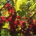 Red grapes by cocobella
