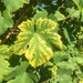Leaf by cocobella