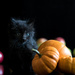 Fall Icons (A.K.A. another cat photo) by bokehdot