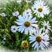 9-30 white daisies1a by milaniet