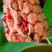 Magnolia seeds emerging early by homeschoolmom