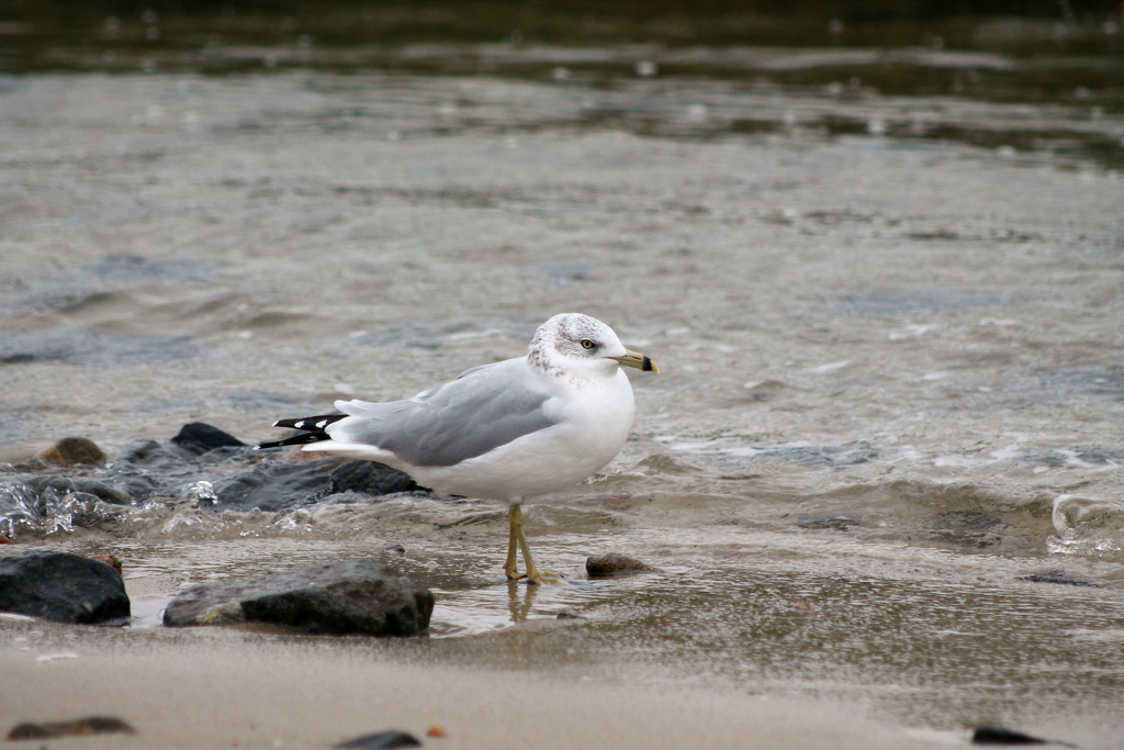 Seagull at Ellis Landing by lauriehiggins