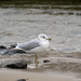 Seagull at Ellis Landing by lauriehiggins