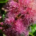 Bee on a pretty pink flower ~ by happysnaps