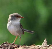 26th Sep 2016 - Young Superb Fairy Wren