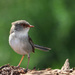 Young Superb Fairy Wren by flyrobin