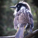 Young New Holland Honeyeater by flyrobin