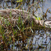 Duck and Seek? by flyrobin