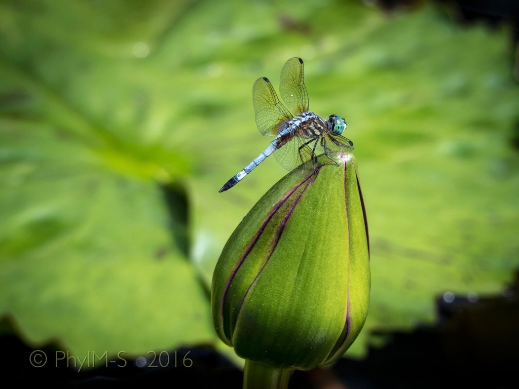 Lotus Flowers with Magical Dragonfly by elatedpixie
