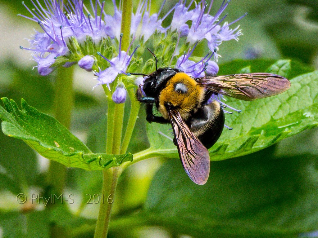 Bumble Bee Fuel Up by elatedpixie