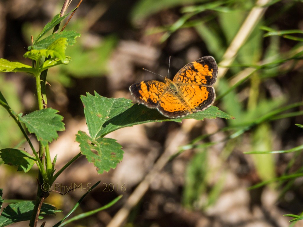 Pearl Crescent Butterfly Visits by elatedpixie