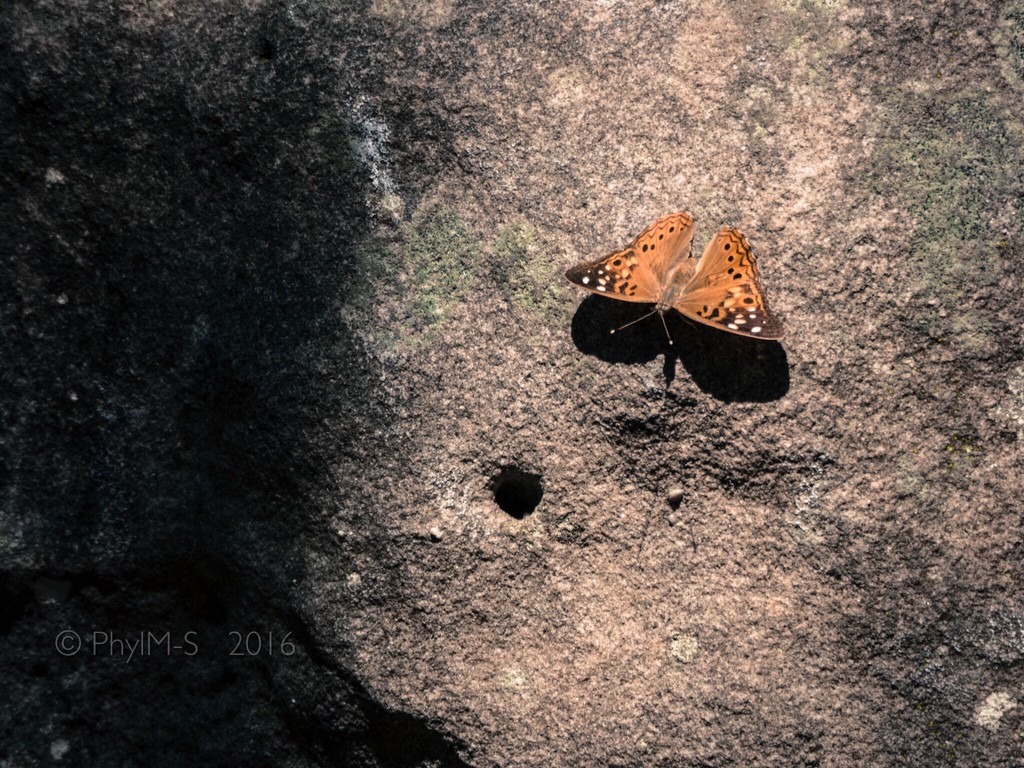 Rock Climbing Butterfly / Hackberry Emperor by elatedpixie