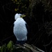 My fluffy bird by maggiemae