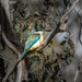 Sacred Kingfisher by gosia