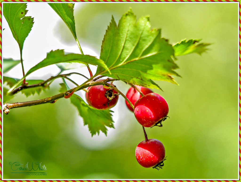    Hawthorn Berries by carolmw