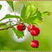    Hawthorn Berries by carolmw