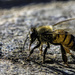 Bee ablutions by evalieutionspics