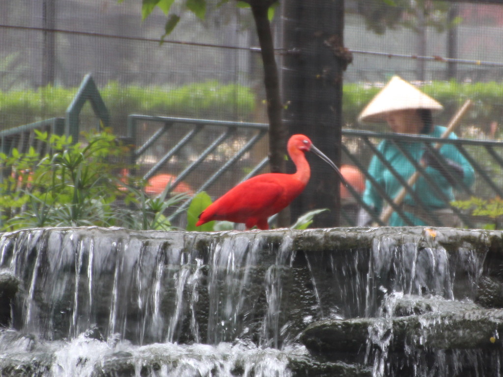 Red Ibis by busylady