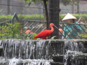 29th Sep 2016 - Red Ibis