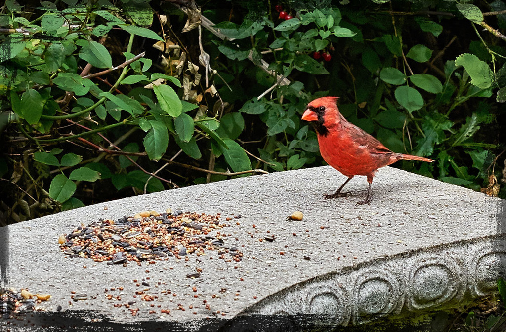 Wary Cardinal  by gardencat