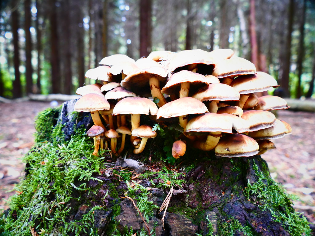 Not Mushroom left! by carole_sandford