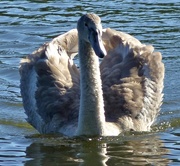 1st Oct 2016 -  Cygnet trying to be a Grown-Up 
