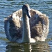  Cygnet trying to be a Grown-Up  by susiemc