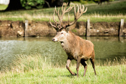 1st Oct 2016 - 2016 10 01 Red Deer Stag