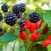 Blackberries and rosehips by flowerfairyann
