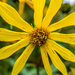 Sunflower Macro by rminer