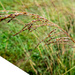 Prairie Grass with Raindrops by rminer