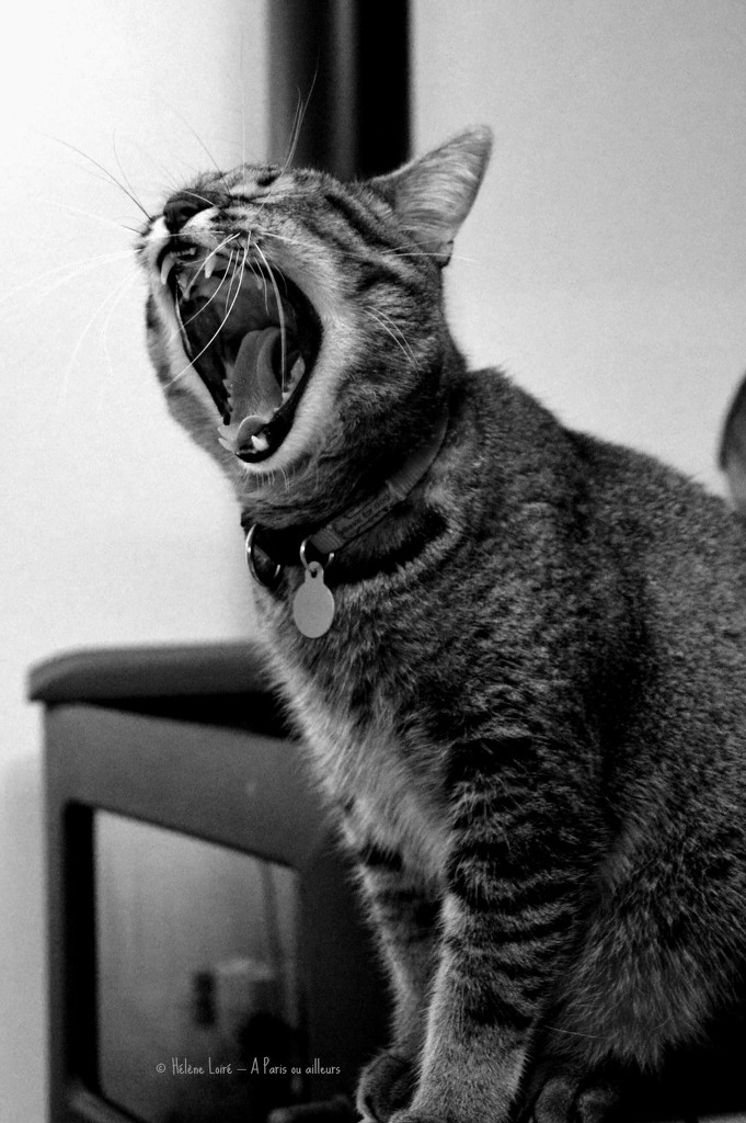 Yawn #2 by parisouailleurs