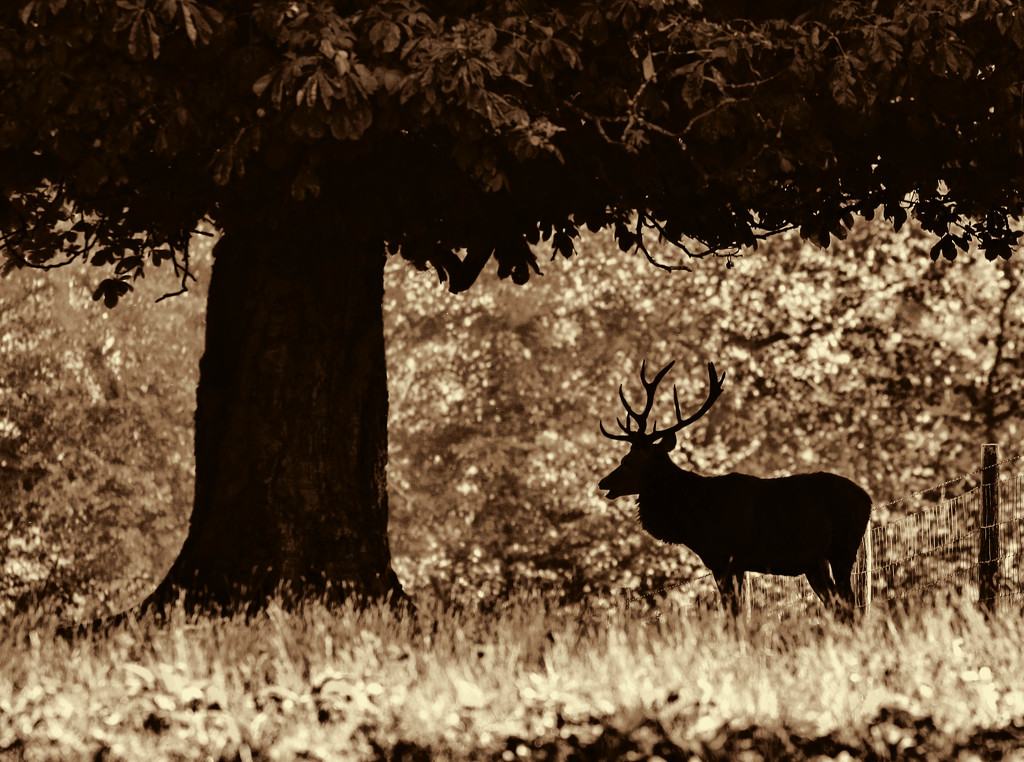 Early morning Stag by shepherdmanswife