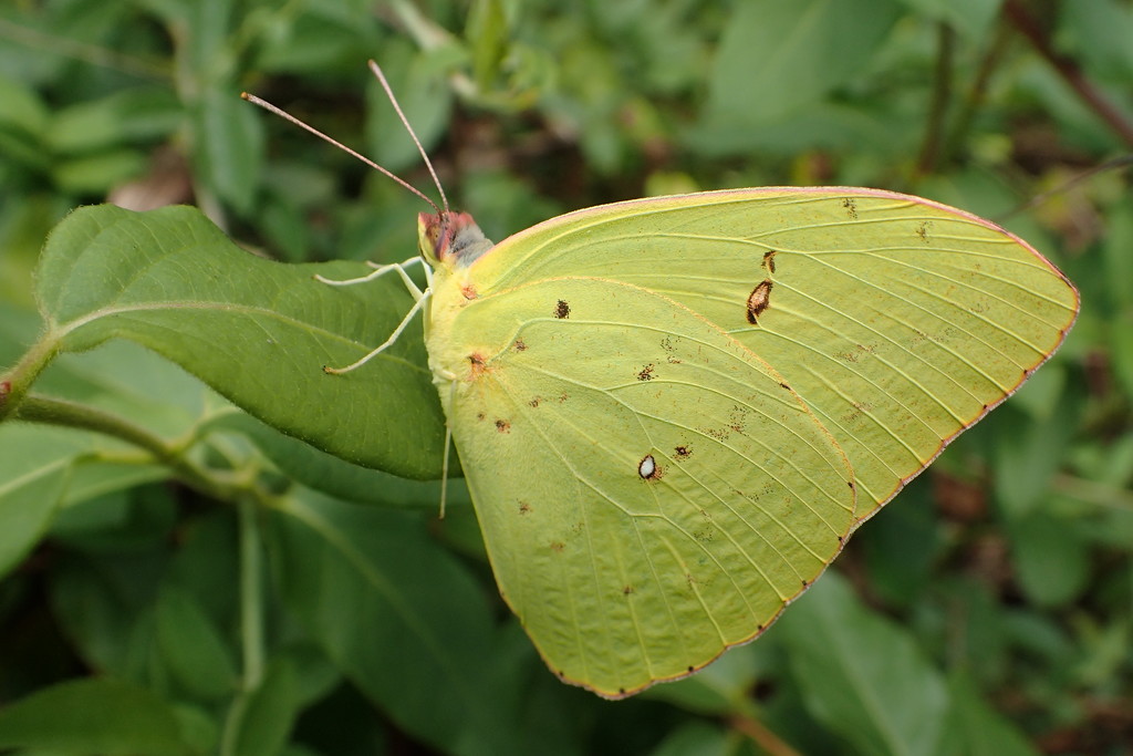 Cloudless Sulphur by cjwhite