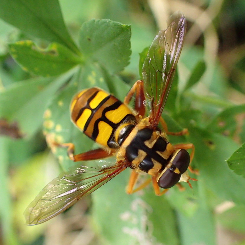 Yellowjacket Hover Fly by cjwhite