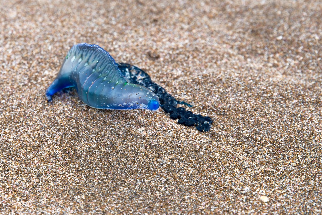 Blue Jellyfish on Hot Water Beach by jyokota