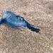 Blue Jellyfish on Hot Water Beach by jyokota