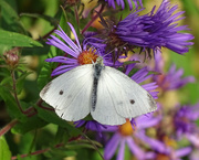 23rd Sep 2016 - Cabbage White