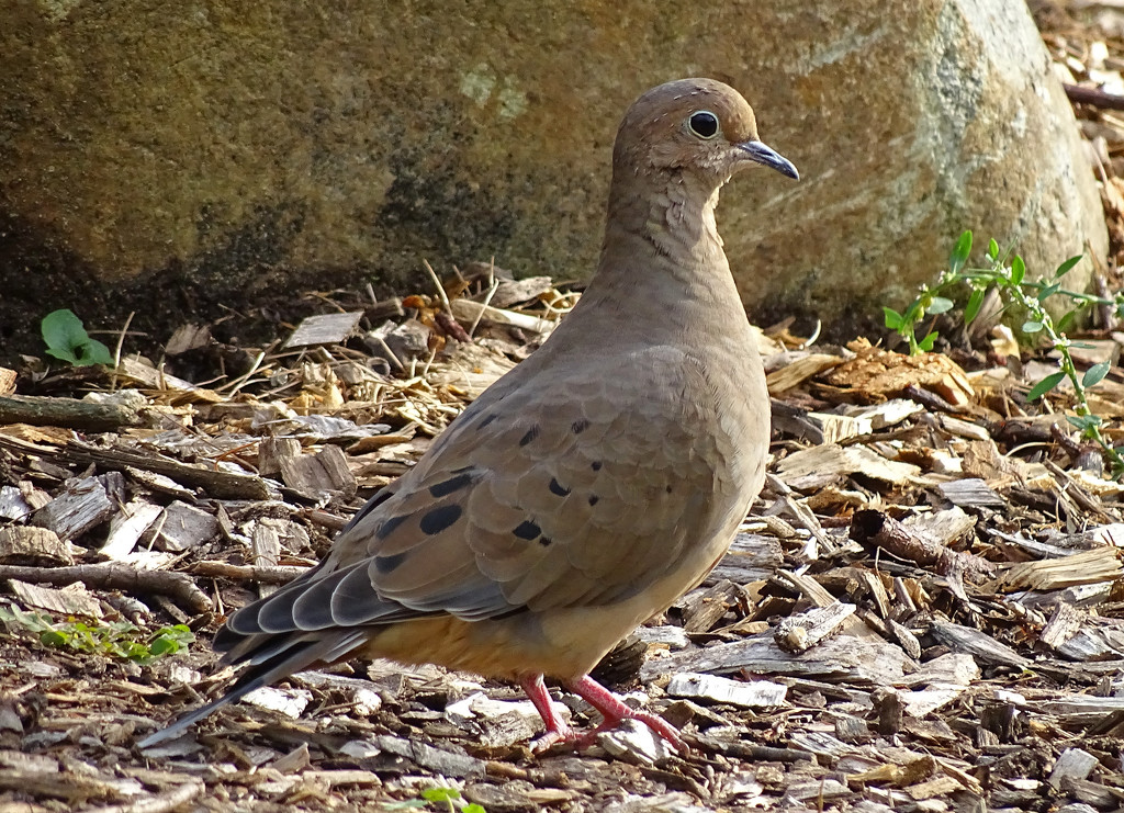 Mourning Dove by annepann