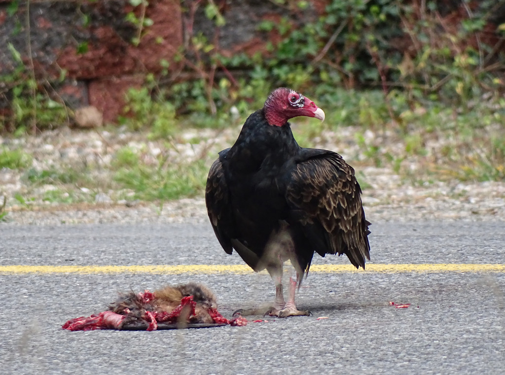 Turkey Vulture by annepann