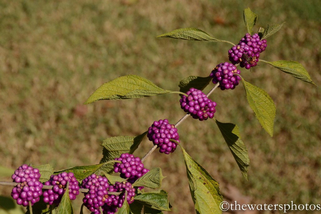 American Beauty Berry (callicarpa americana) by thewatersphotos