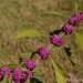 American Beauty Berry (callicarpa americana) by thewatersphotos