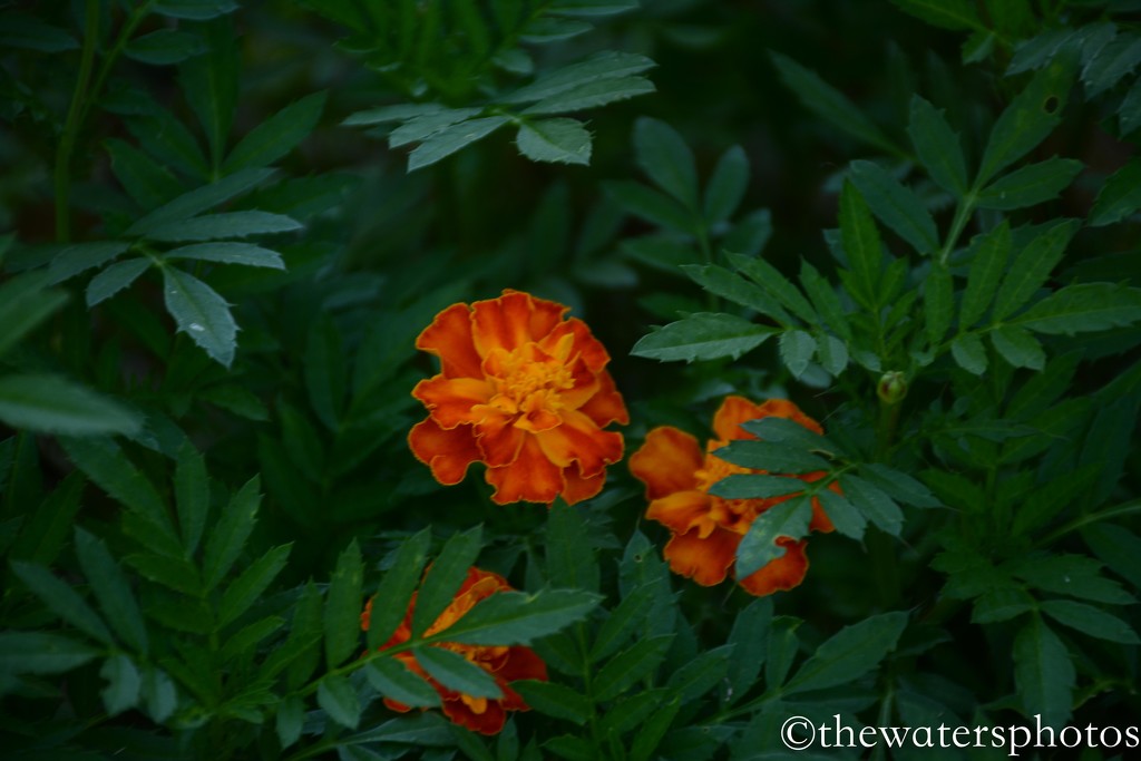 Marigold by thewatersphotos