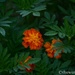 Marigold by thewatersphotos