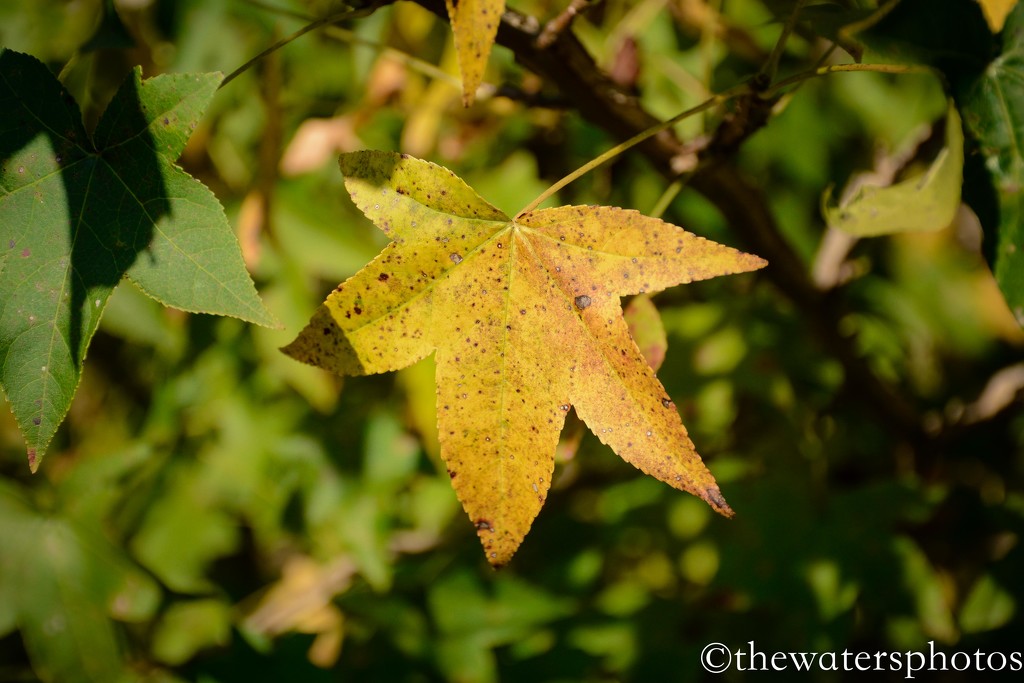 Sweetgum leaves...beginning to turn color by thewatersphotos