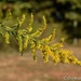 Goldenrod...not the cause of your allergy. by thewatersphotos
